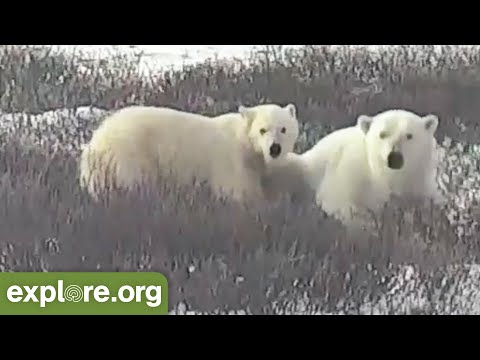 Polar Bear Mom and Cub Nap and Forage on the Tundra