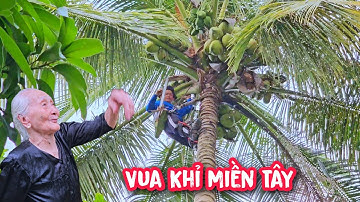 Bà lão 94 tuổi năn nỉ Vua Khỉ cưa cây Dừa vì sợ nó ngã vào nhà.