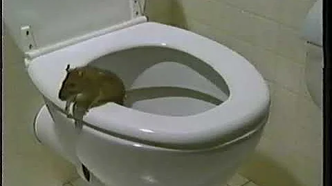 ¿De dónde vienen los ratones?