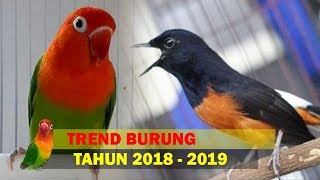 5 Burung Bakal Trend Di Tahun 2019 Mendatng