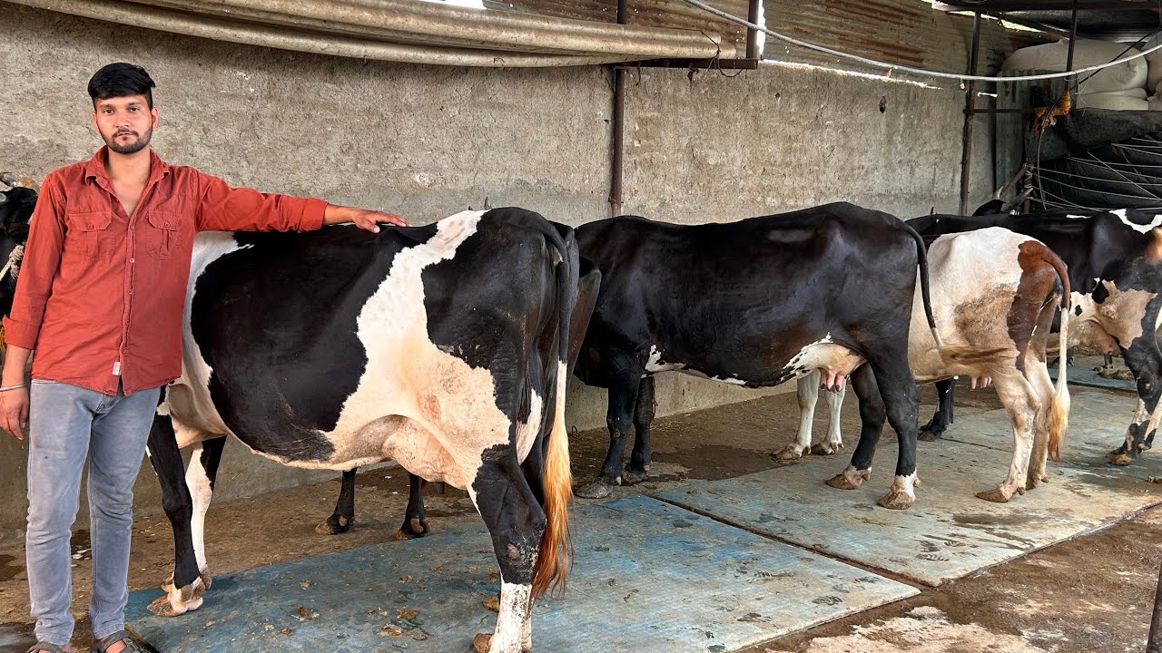7 गायों के दूध से 75 हज़ार रुपये प्रति महीना ।smallest dairy farm business in the India