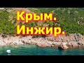 Крым/Инжир/ По Крыму дикарём