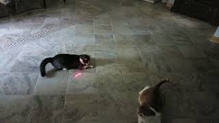 Cats Chasing Red Dots