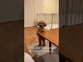 中に小さい人が入ってるトイプードル #toypoodle