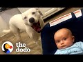 Pittie Insists Grandma Hugs Him Before Her New Grandson | The Dodo