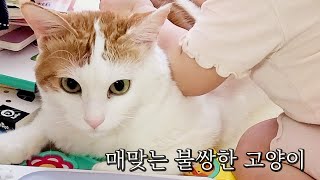 매 맞는 불쌍한 고양이...