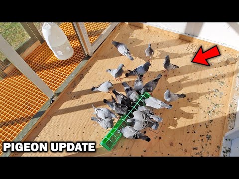 Click to Play Video