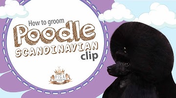 Poodle Scandinavian Clip Grooming