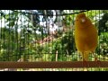 Gak Butuh Lama Kenari Diam Langsung Nyaut Dengar Kenari Gacor Ini Paancingan Kenari Mp3 - Mp4 Download