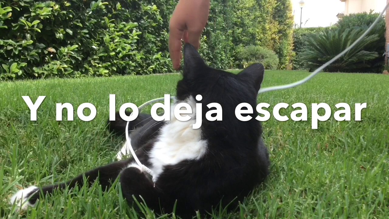 Mi Gato - YouTube