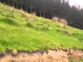 Gundog trial Rotorua Nov 2015 Gundog trial Rotorua Nov 2015