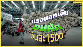 แรงแลกเงิน ขนผักวันละ 1,500