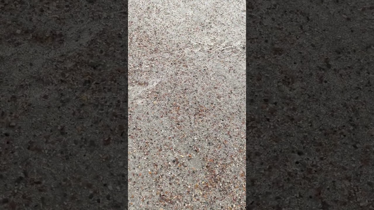 Shark Tooth Hunting Video #10:  How to Find Shark Teeth on Amelia Island