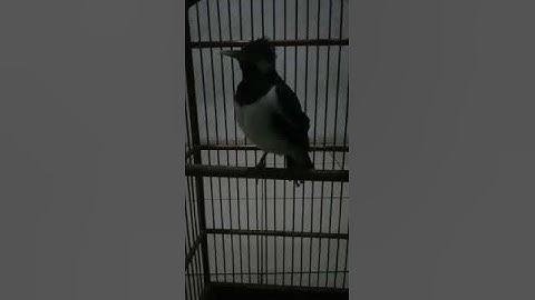 JALAK SUREN BREN CIGUN/CIBLEK GUNUNG COCOK BUAT MASTERAN/TERAPI