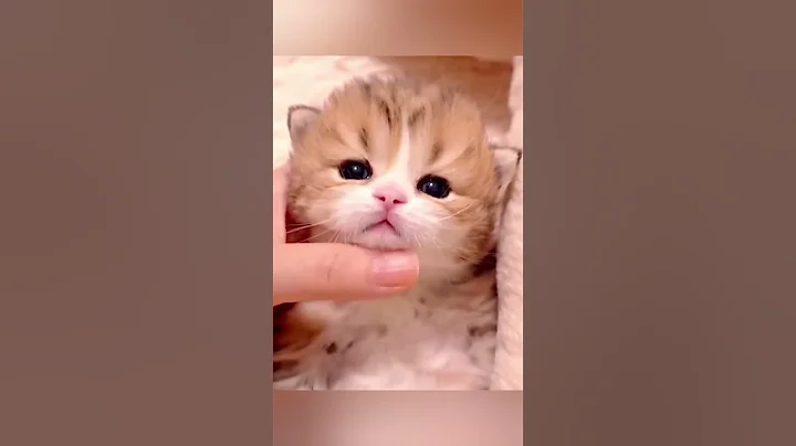 Video 11767541: cat kitten meow cutecats, catlover cats kittycat, funnycats catlove kittycat, kitty catlover funnycats, kitty catlover cats funny