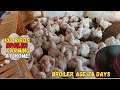 Broiler 28 days key hogaye   100 broiler birds farming at home in karachi