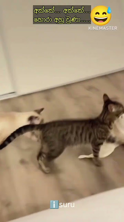 අක්කේ හොරා අහු වුණා 😅 #shorts #viral #viralvideo #video #trending #youtubeshorts #youtube #fyp #fy