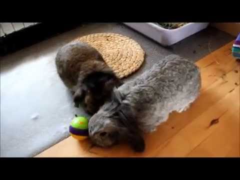 Video: Opdræt Og Fodring Af Kaniner