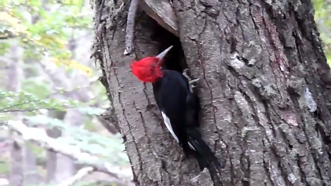 Magellanic Woodpecker, Campephilus magellanicus, Tierra del Fuego NP, Ushuaia Argentina, 26 Mar 2012