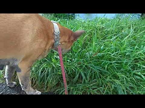 Video: Apa Yang Perlu Saya Lakukan Sekiranya Anjing Saya Makan Rumpai?