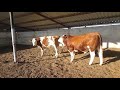 Bulls and cows in farm #part 11 - Daily Farming 2019