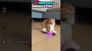 These Funny Cats Always Got Meee 🤣🤣  #cats #cat #funny #funnycats #pets #usashorts #usa