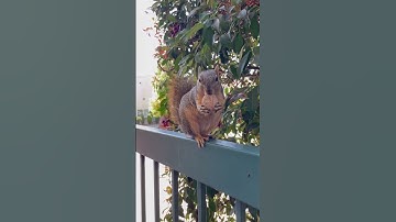 Squirrel takes a Walnut to hide! #cute