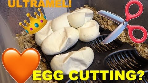 Ball Python Egg Cutting! Can We Hit Some Ultramels?!