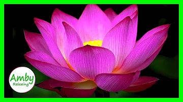2 Hours Of Stunning Color Of Lotus Flower Meditation Sleep Music RELAXING MUSIC HD 1080P Screensaver