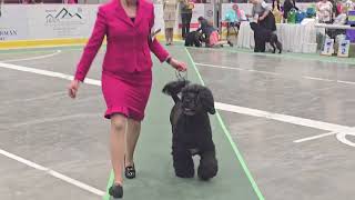 Alberta Portuguese Water Dog Club Booster at the 2024 Saskatoon Working & Herding Specialty