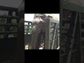 rescue wild elephant