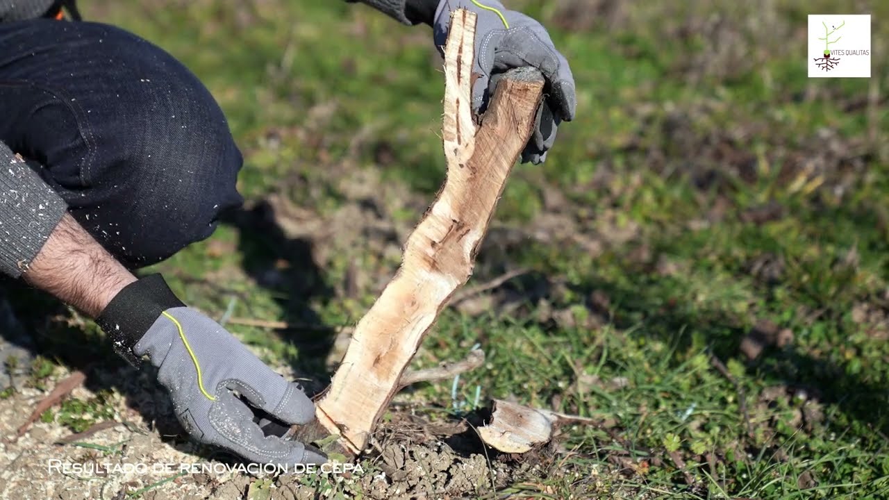 Poda del viñedo. Renovación de cepas