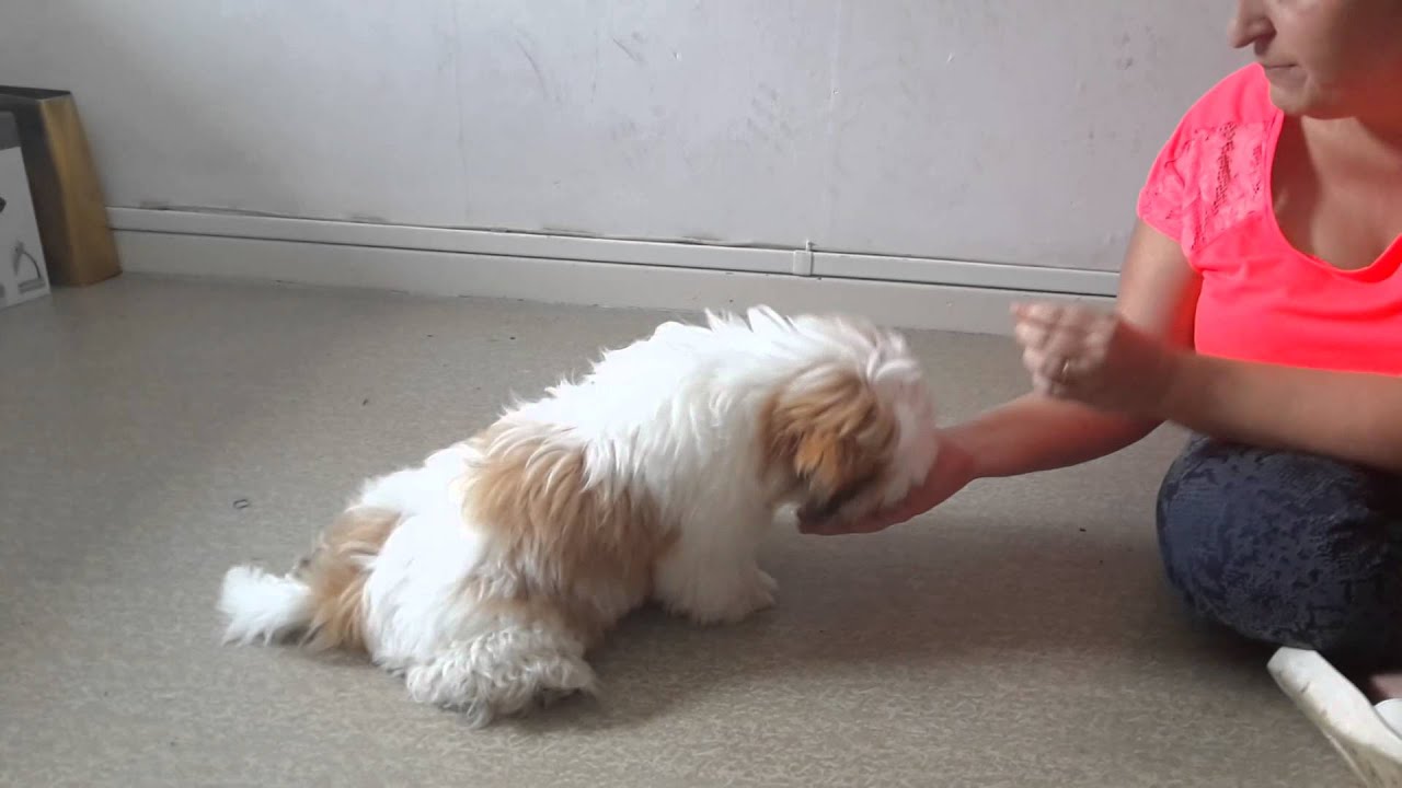 dresser son chien shih tzu