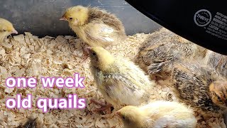 One Week Old Quail Babies Grow More Feather and Turn Ugly Temporary