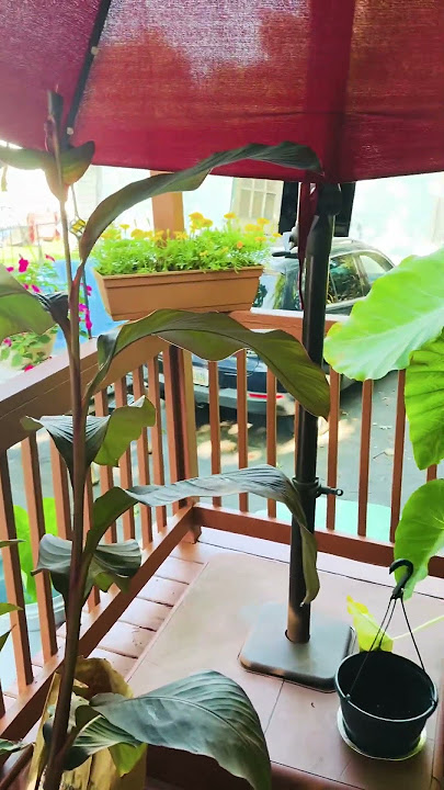 LINDA‘s plants 🪴 ￼#plantslover
