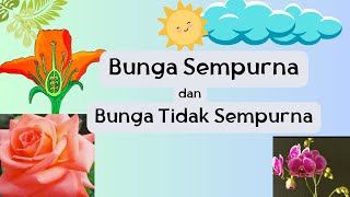 Bunga Sempurna Dan Bunga Tidak Sempurna  Materi Ipa Kelas 6 Sd