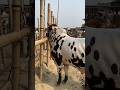 A beautiful Pakistani style cadbury color bull cow caught at Hazratpur market#cow#bulls#vairalvideo