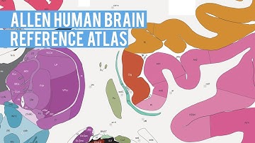 Allen Human Brain Reference Atlas | Fly-through