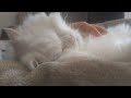 Sleeping with my doll face white persian cat