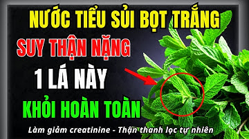 Người thận yếu, nước tiểu có bọt? 1 Loại lá tiêu diệt bệnh suy thận, hạ creatinine, hết tiểu đêm
