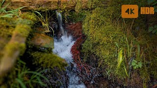 Relaxing Spring Ambience _ Small Quiet Waterfall _ Sounds Of A Stream In Nature