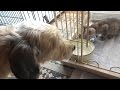 野良子猫ろく 突然の犬と猫の同居 まずはケージ生活から