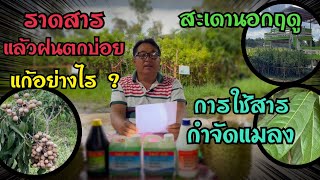 ฝรั่ง มะม่วง ปุ๋ยและอื่นๆกับคำถามที่รอคอยคำตอบ EP.3 จาก อ.ตุ๊ สวนเกษตรเพชรแพรวา โทร.0983789620