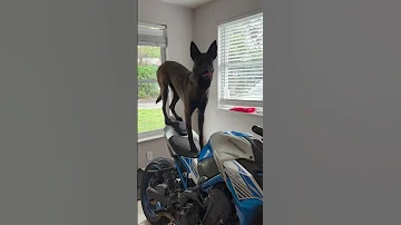 Nimpys Take On This Trend Nickiminaj Trend Viral Belgianmalinois 