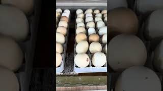 Chicks start hatching at day 19