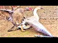 THE LEGEND THE NAME IS FUGA - PART 6 - SEAZON BIRDS MEETING MUSCOVY VS AFRICAN & TOULOUSE GEESE