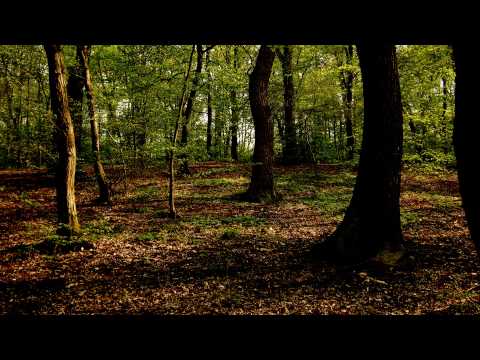 Seba - Never