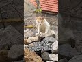 Cute Animals Breaking the Algorithm With Wholesome Energy