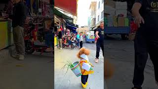 Tik Tok Chó Phốc Sóc Mini  Funny and Cute Pomeranian trending #shorts