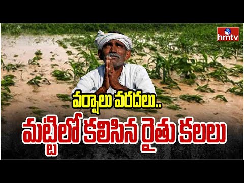 Heavy Rains Huge Crop Damage : వర్షాలు వరదలు.. మట్టిలో కలిసిన రైతు కలలు | hmtv - HMTVNEWS